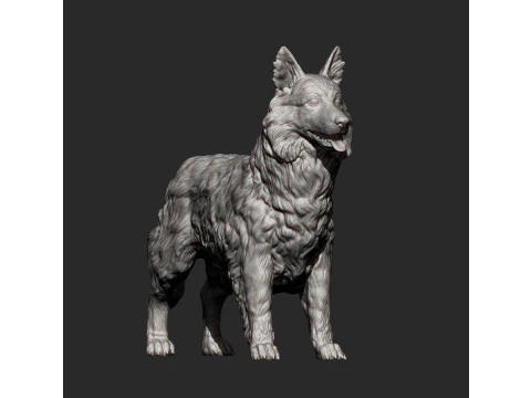 Border Collie 3D Print Model
