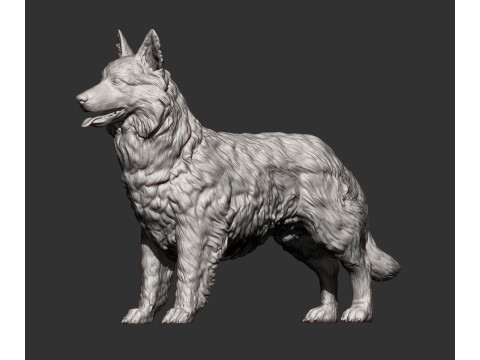 Border Collie Modelo de Impressão 3D