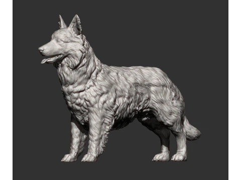 Border Collie 3D Print Model
