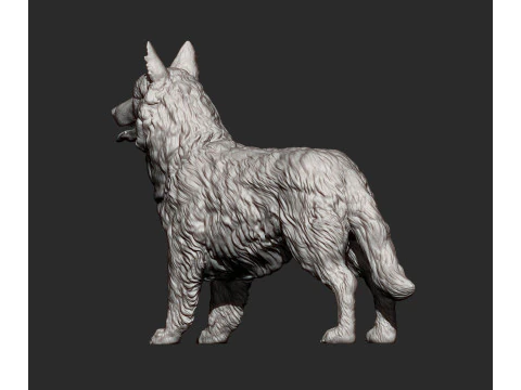 Border Collie 3D Print Model
