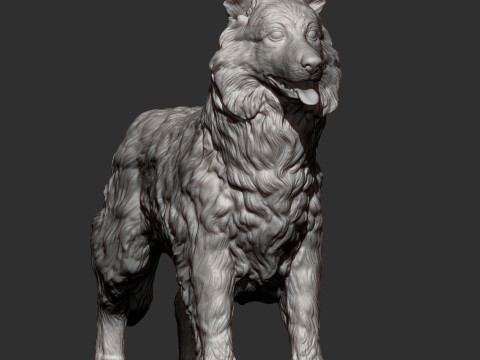 Border Collie Modelo de Impressão 3D