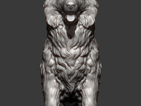 Border Collie Modelo de Impressão 3D