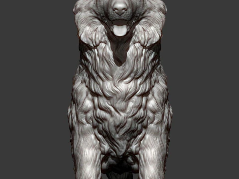 Border Collie 3D Print Model
