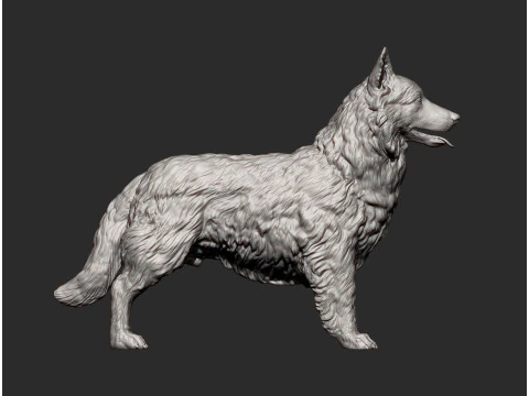 Border Collie 3D Print Model