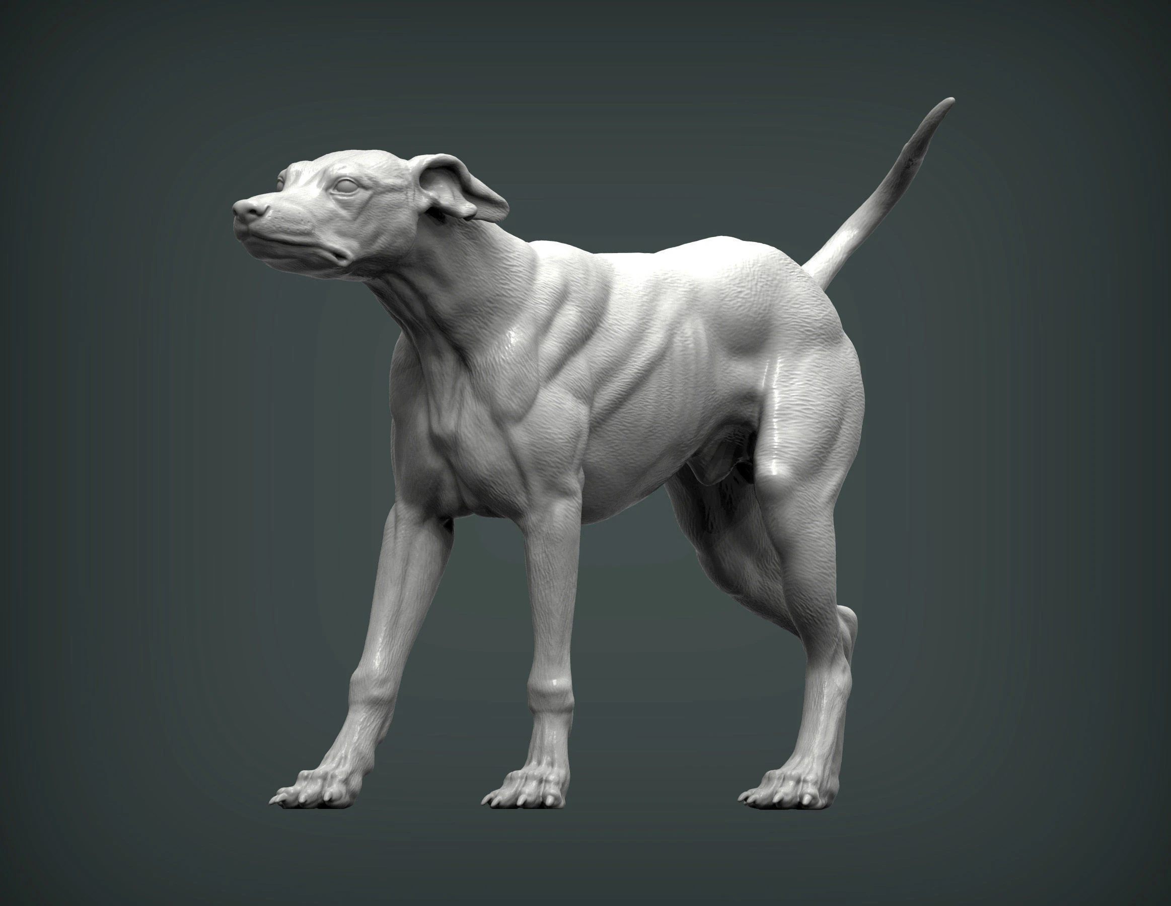 Greyhound dog 3D Print Model .c4d .max .obj .3ds .fbx .stl .blend 