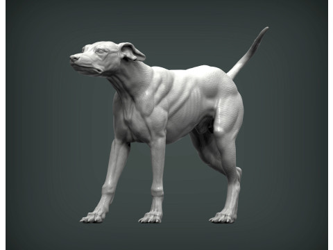 Greyhound dog 3Dプリントモデル