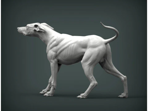 Greyhound dog 3D Print Model