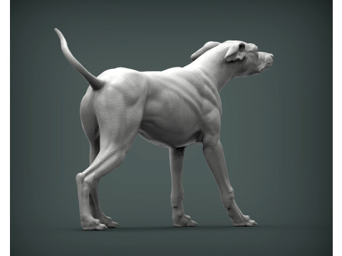 Greyhound dog Model Cetak 3D