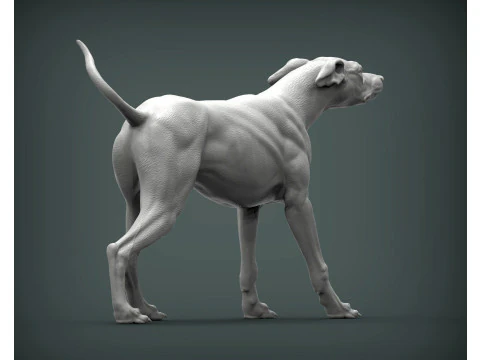 Greyhound dog 3D Print Model