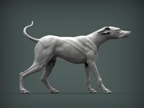 Greyhound dog Model Cetak 3D
