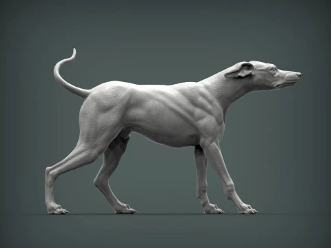 Greyhound dog 3D Print Model