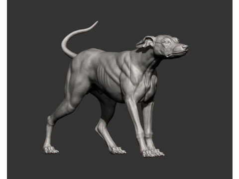 Greyhound dog 3D Print Model