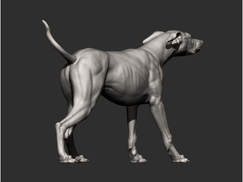 Greyhound dog Model Cetak 3D