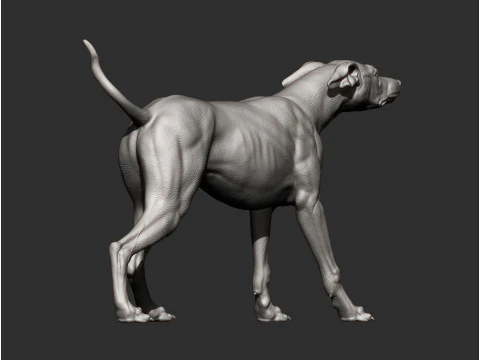 Greyhound dog 3D Print Model