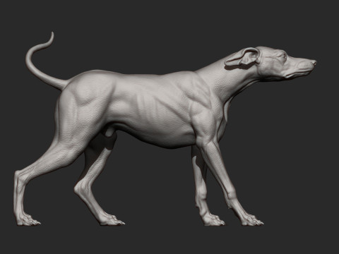 Greyhound dog Model Cetak 3D