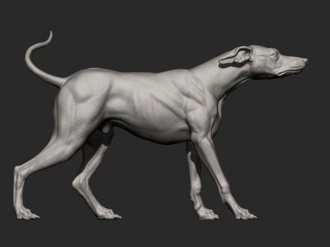 Greyhound dog 3D Print Model