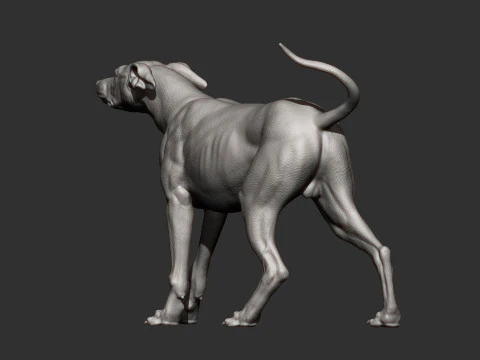Greyhound dog 3D Print Model