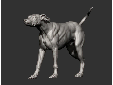 Greyhound dog 3D Print Model