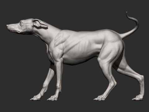 Greyhound dog Model Cetak 3D