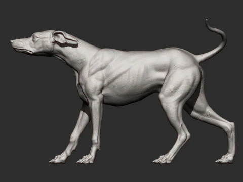 Greyhound dog 3D Print Model