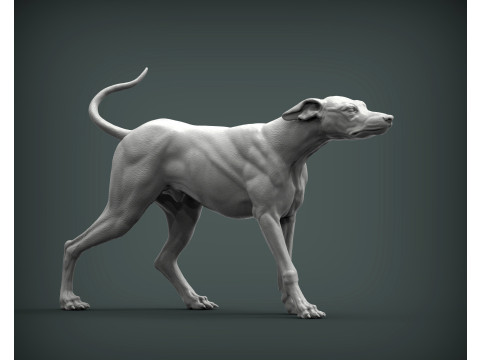 Greyhound dog Model Cetak 3D