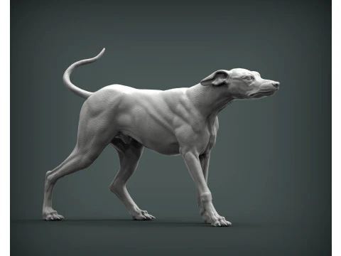 Greyhound dog 3D Print Model