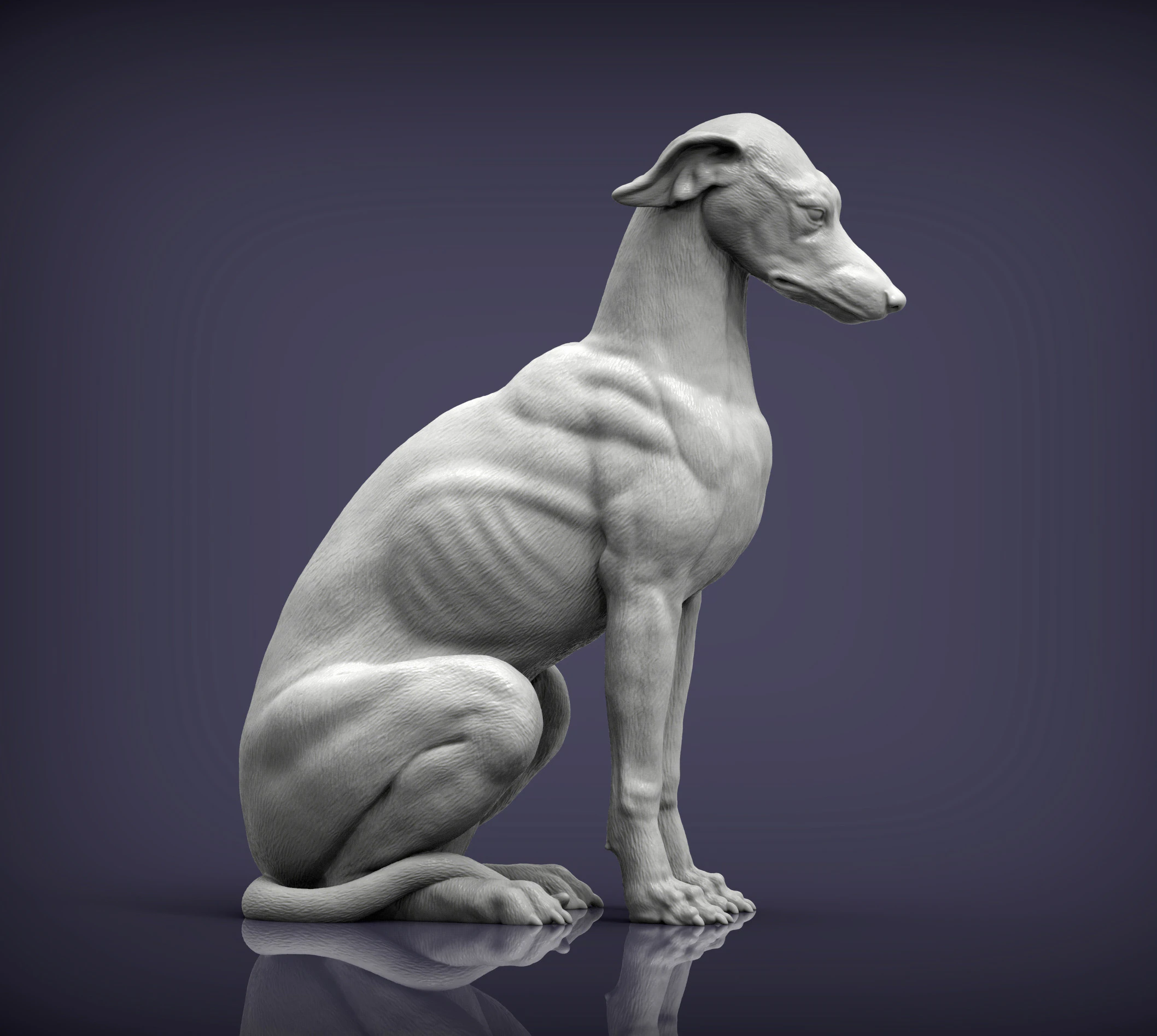 Greyhound dog 3D Print Model .c4d .max .obj .3ds .fbx .stl .blend 