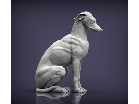 Greyhound dog 3D Принт Модель
