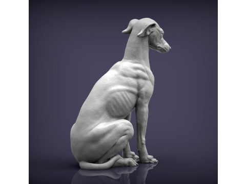 Greyhound dog Model Cetak 3D