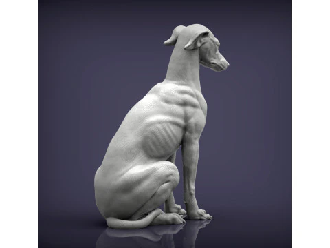 Greyhound dog 3D Print Model