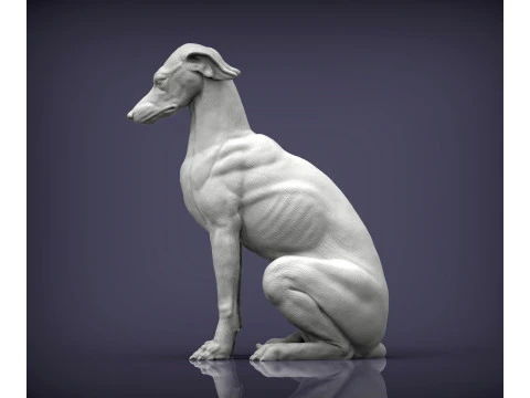Greyhound dog 3D Print Model