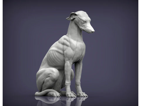 Greyhound dog 3D Print Model
