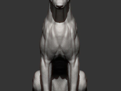 Greyhound dog 3D Print Model
