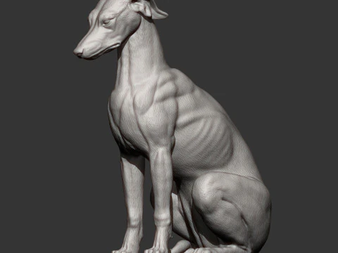 Greyhound dog 3D Print Model