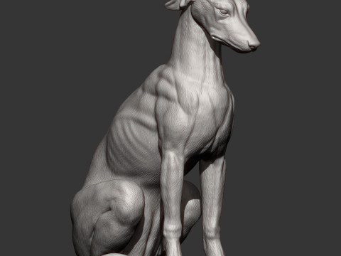 Greyhound dog Model Cetak 3D