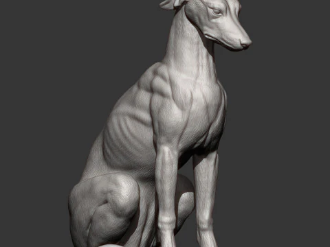 Greyhound dog 3D Print Model