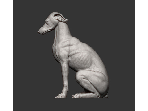 Greyhound dog Model Cetak 3D