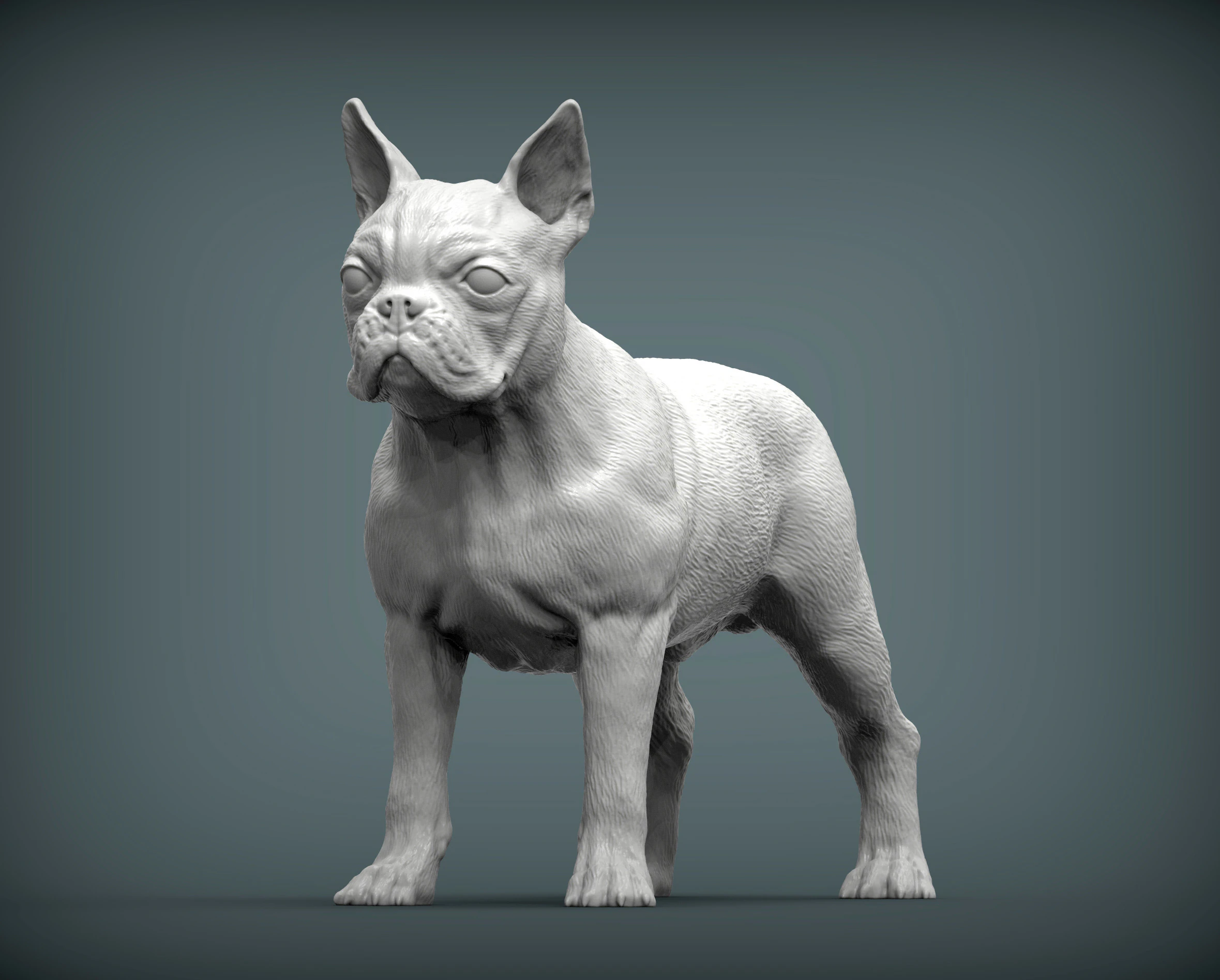 Boston-terrier Modello di stampa 3D .c4d .max .obj .3ds .fbx .stl .blend 