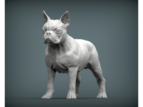 Boston terrier 3Dプリントモデル