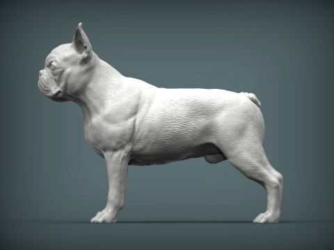 Boston terrier Model do druku 3D