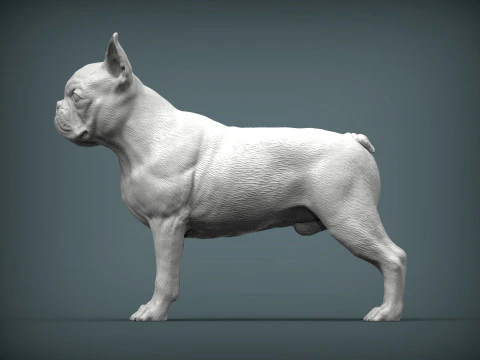 Boston-terrier Modello di stampa 3D