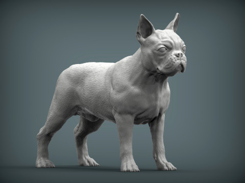 Boston terrier Model do druku 3D