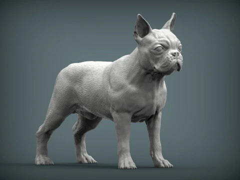 Boston-terrier Modello di stampa 3D