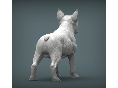 Boston terrier Model do druku 3D