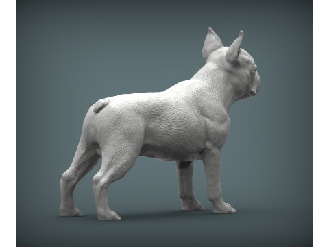 Boston terrier Model do druku 3D