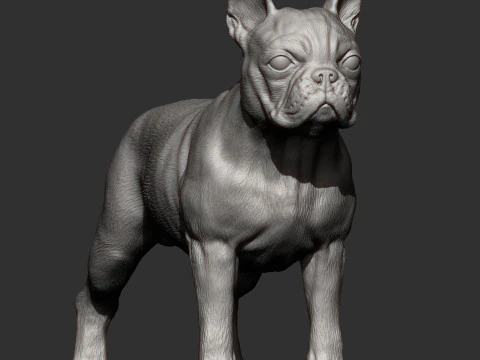 Boston-terrier Modello di stampa 3D