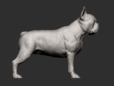 Boston terrier Model do druku 3D
