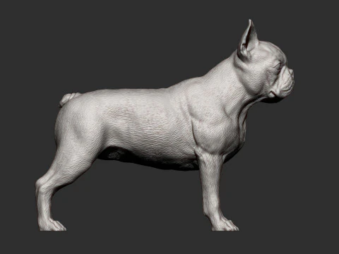 Boston-terrier Modello di stampa 3D