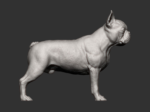 Boston terrier Model do druku 3D