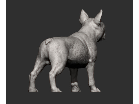 Boston terrier Model do druku 3D